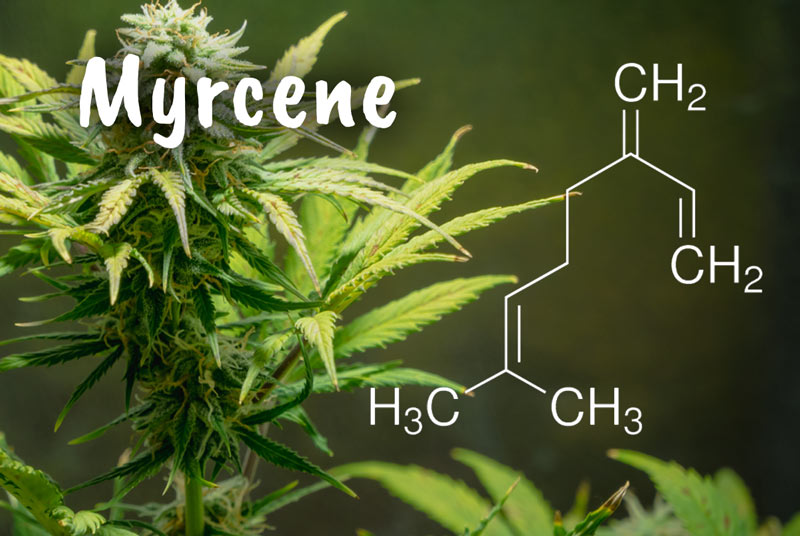 Myrcene molécule de CBD