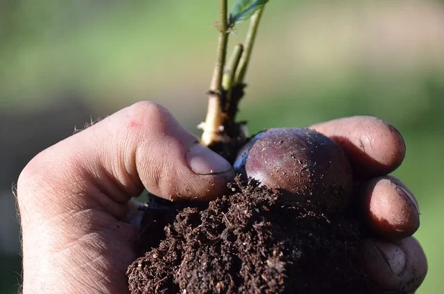 Un jardin naturel en permaculture avec des plantes et un sentier