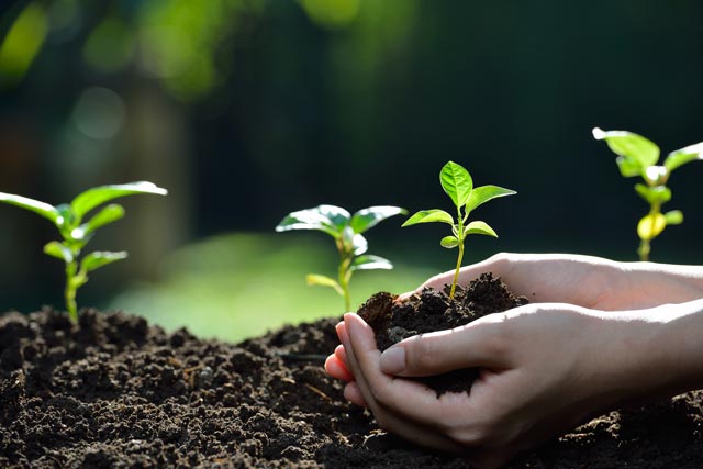 Permaculture plante dans les mains