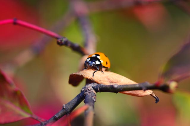 Insecte sur feuilles