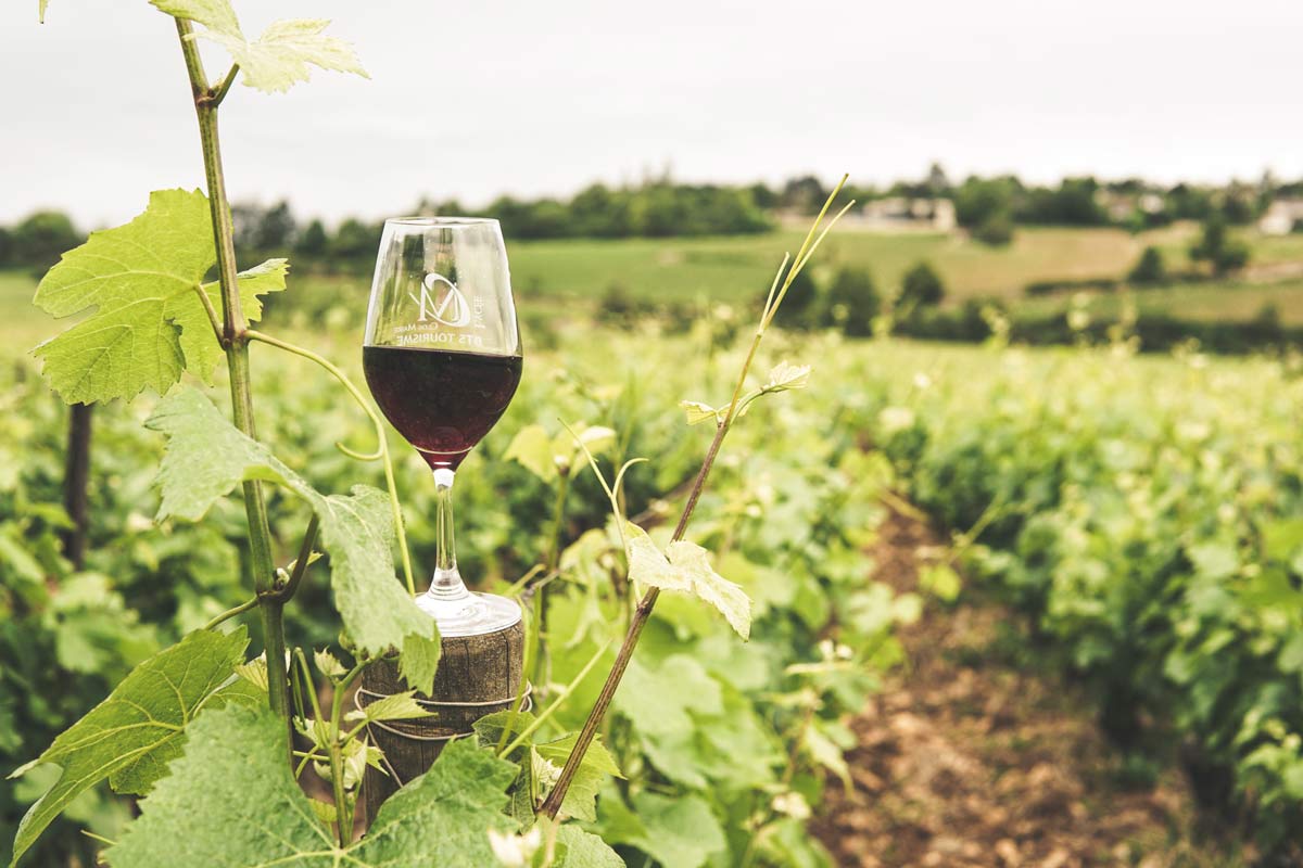 Vin dans les vignes