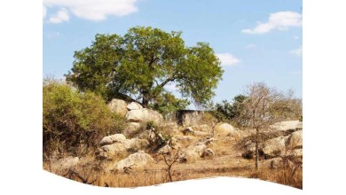 La Légalisation du Cannabis en 2024 : Un Tournant pour l'Afrique du Sud et l'Europe