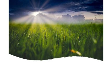 Permaculture et CBD, une bonne combinaison ?
