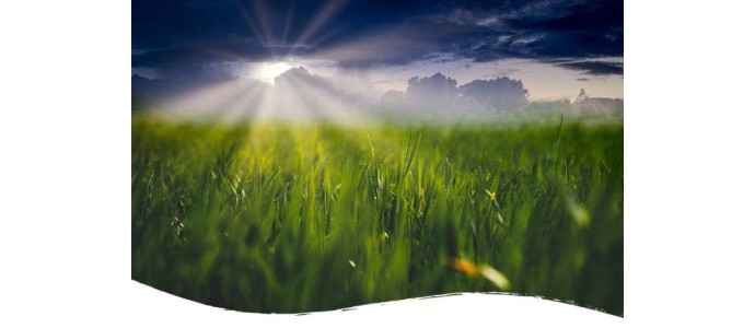What is permaculture and does it help for growing CBD ?