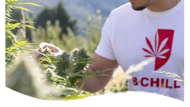 Why grow Cannabis and CBD at altitude ?