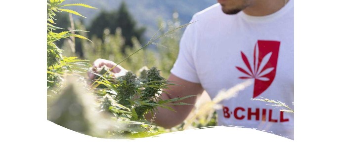 Why grow Cannabis and CBD at altitude ?