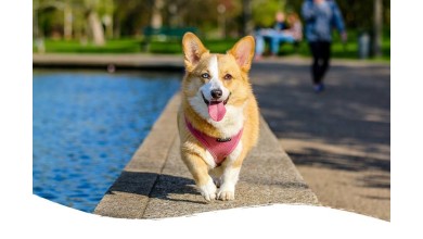 Comment fonctionne l’huile de CBD pour animaux ?