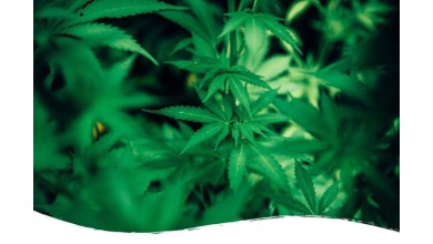 CBD Indoor, Outdoor and Greenhouse: any differences ?