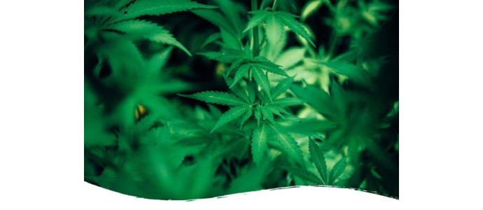 Unterschiede zwischen Outdoor, Greenhouse und Indoor CBD