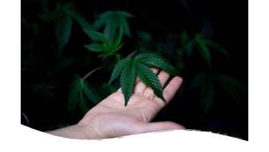 Why was cannabis banned ? 