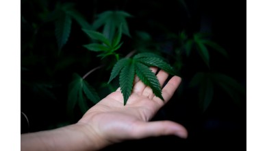Wieso wurde Cannabis verboten?