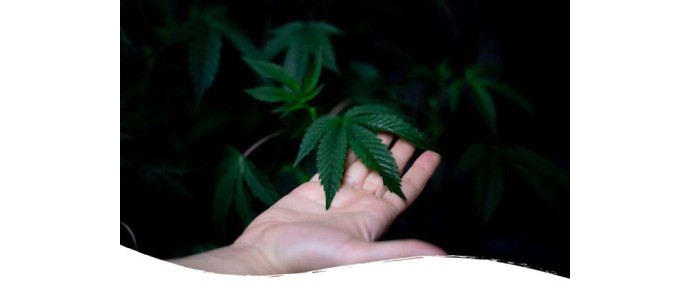 Pourquoi le cannabis a-t-il été interdit ?