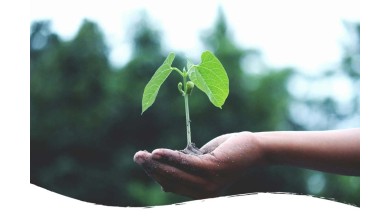 CBD Farm: Worauf sollte man achten?