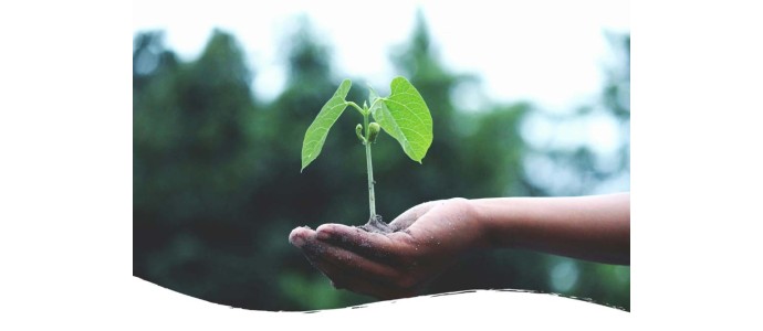 CBD farm: what to watch out for?