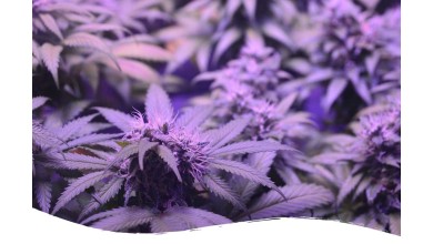 A Senseless Ban of CBD