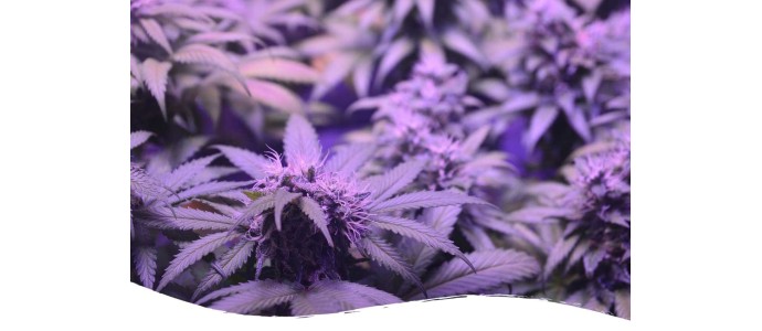 Ein sinnloses Verbot von CBD