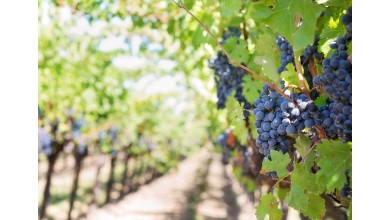 Une Révolution Verte pour l'Agriculture