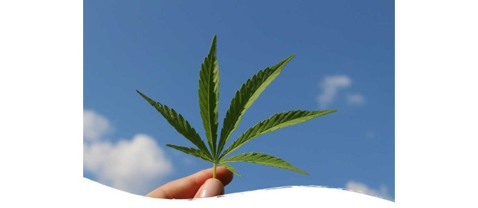 Une année 2023 riche pour l’univers du cannabis et du CBD