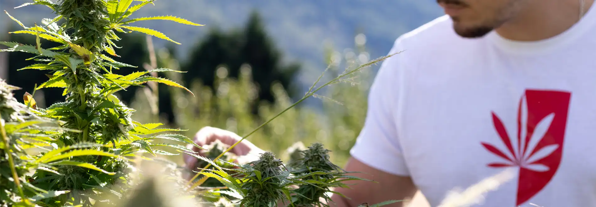 B-Chill harvesting a CBD field in Switzerland