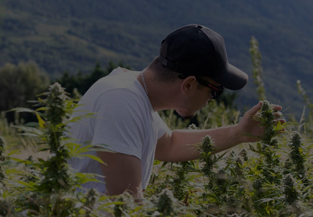 Une homme contrôle la qualité des fleurs de CBD dans un champ en Valais, Suisse